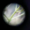 Lentilles de contact
