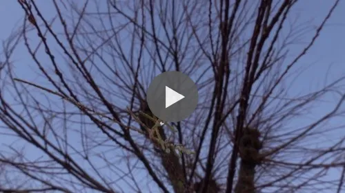 Un arbre en larmes repousse