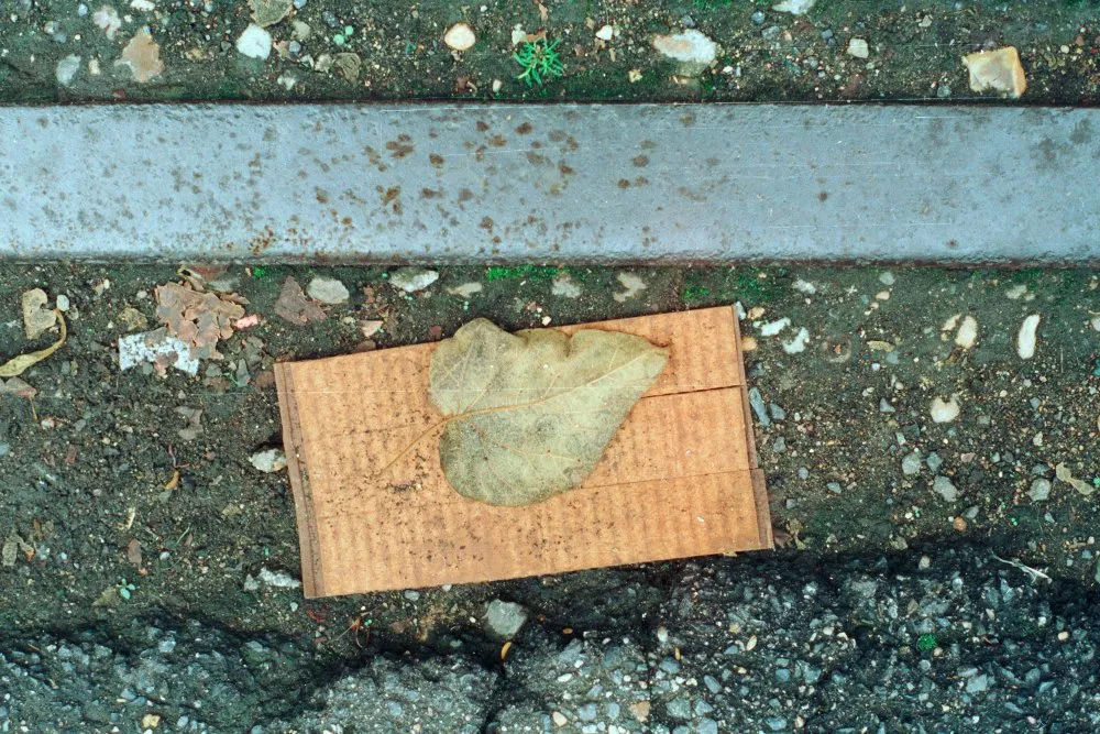 Feuilles mortes - 29 © Benoît Labourdette 1998.