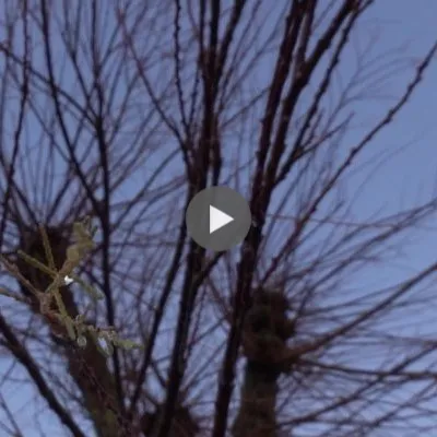 Un arbre en larmes repousse