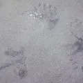 Soil