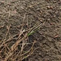Végétalien (végane) © Benoît Labourdette.