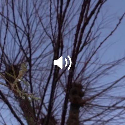 A tree in tears grows again