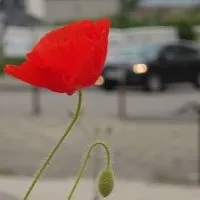 À fleur