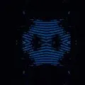 Insect