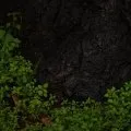 Roots