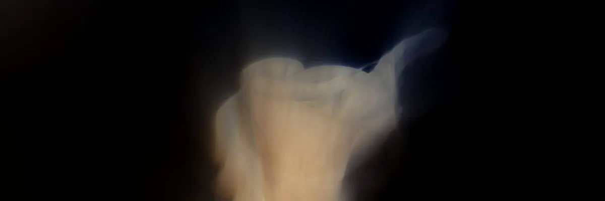 Soft Fossil