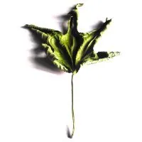 Feuille © Benoît Labourdette.