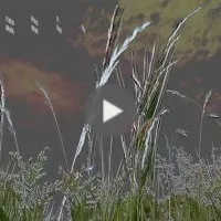 The true nature (thought 426)