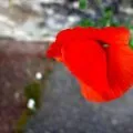 Fleur