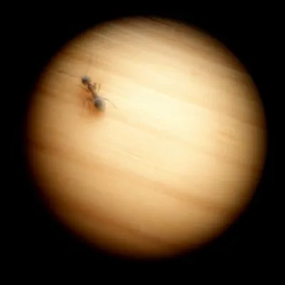 A loose ant