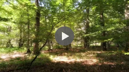 Promenade en forêt
