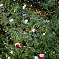 Sapin © Benoît Labourdette.