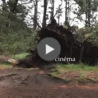Uprooted