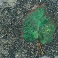 Feuilles mortes