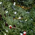 Fir tree