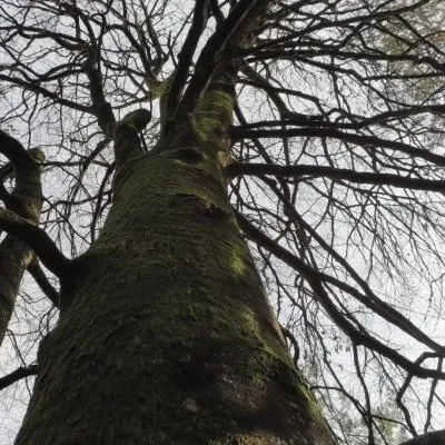 Arbre