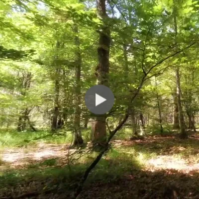 Walk in the forest - excerpts