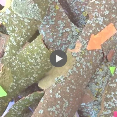 Je veux être un arbre