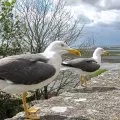 Oiseaux