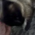 Chat