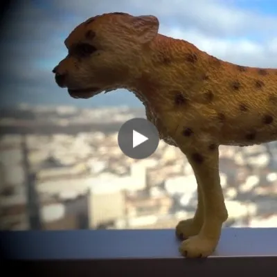 Animaux à la fenêtre, la colline de lumière