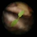 Indoor plant