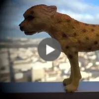 Animaux à la fenêtre, la colline de lumière