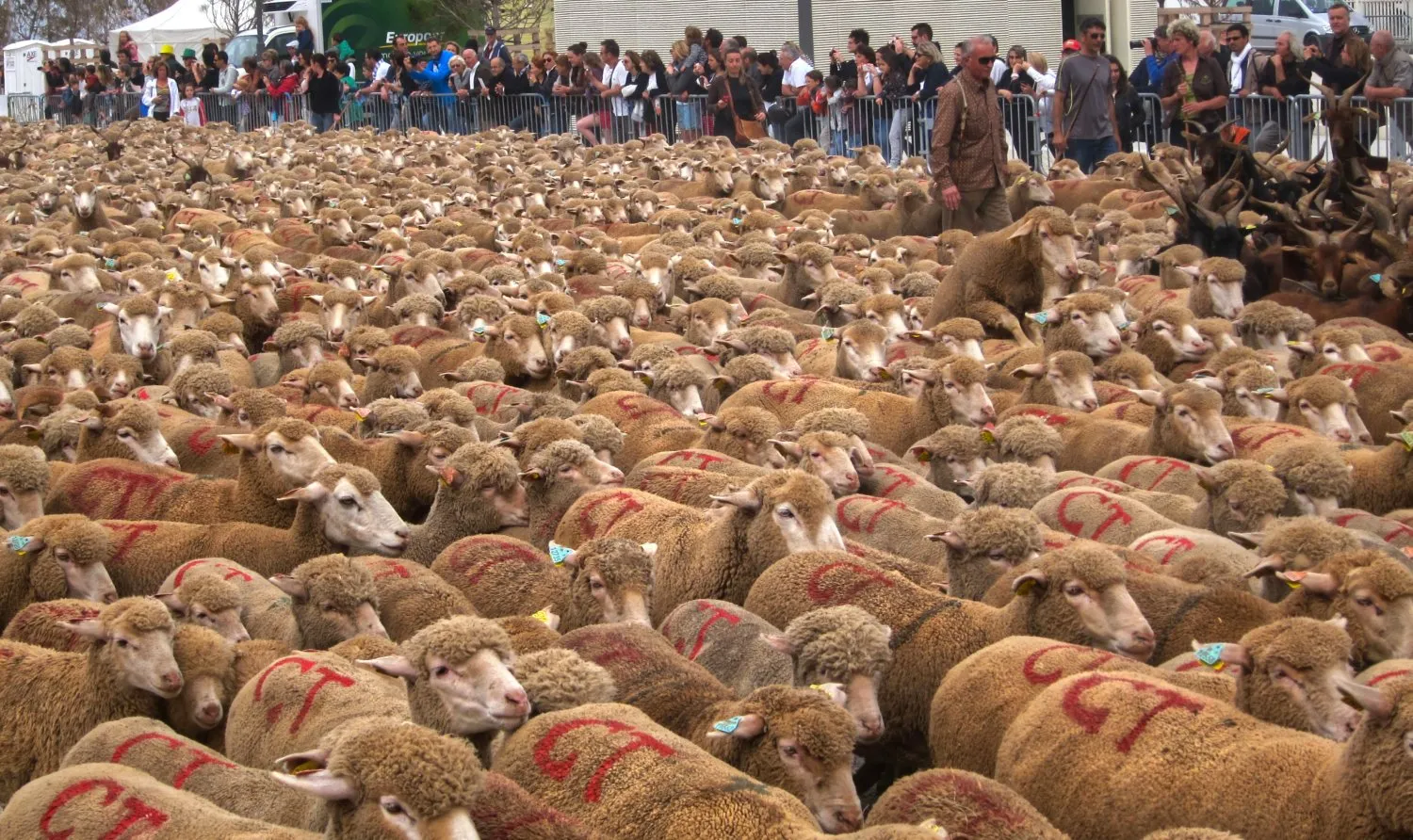 Mouton © Benoît Labourdette.