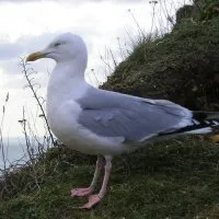 Mouette © Benoît Labourdette.