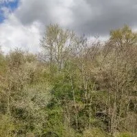 Fuite des branches