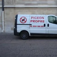 Pigeon © Benoît Labourdette.