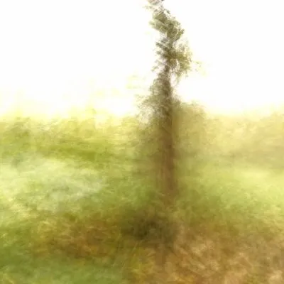 Paul l'arbre