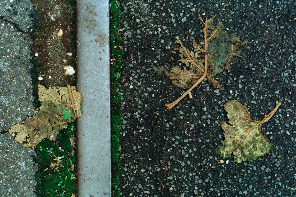 Feuilles mortes - 14 © Benoît Labourdette 1998.