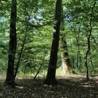 Présence dans la culture