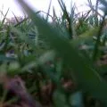 Grass