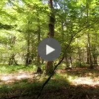 Promenade en forêt - extraits