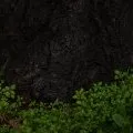 Roots