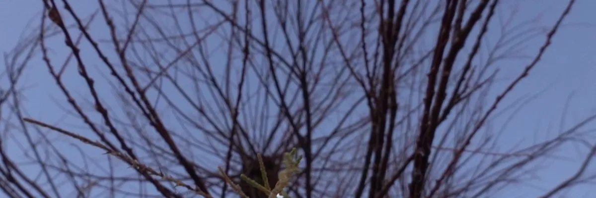 Un arbre en larmes repousse