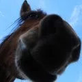 Cheval