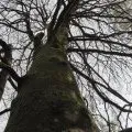 Arbre