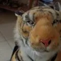 Plush toy