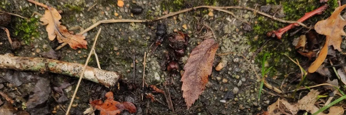 Going down the stairs in reverse