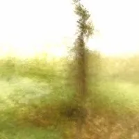 Paul l'arbre