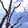 Branches