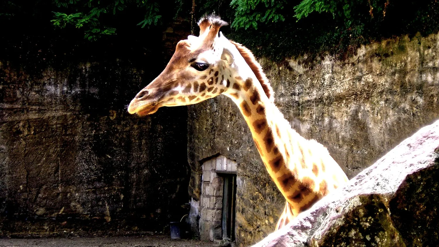 Girafe © Benoît Labourdette.