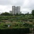 Vegetable